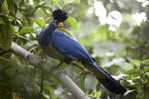 Turaco  Bird        , Postal Stationery -Articles Postaux  (A42-70) - Koekoeken En Toerako's