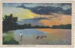 ASIA - PHILIPPINES - Carabos Taking Evening Swim - LOCAL WATCHING - 1932 - Filippijnen