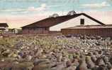 Western Canada - Sheep Ranch Moutons - Stock Farming - Élevage - Agriculture - A.L. Merrill - Unused - C.P.R. - Autres & Non Classés