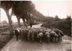 Troupeau De Moutons Et Chèvre Sur La Route De Maillane Vers Arles En 1955 ( Bouches Du Rhone) Ed Photo Augier - Arles