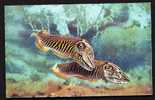 CPM-PHOTO COULEUR- FRANCE- POISSONS : SEPIA OFFICINALIS- LES SEICHES EN GROS PLAN- - Fische Und Schaltiere