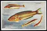 CPM-PHOTO COULEUR- FRANCE- POISSONS : JULIS VULGARIS- GIRELLES PAON- - Fische Und Schaltiere