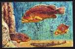 CPM-PHOTO COULEUR- FRANCE- POISSONS : SCYLLIUM ET EPINEPHELUS-  MEROUS ET  ROUSSETTE- - Fische Und Schaltiere