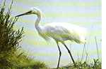 01 VILLARS LES DOMBES Parc Ornithologique Departemental De La Dombes Aigrette Garzette Symbole Du Parc - Villars-les-Dombes