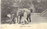 CPA D'un Eléphant Des Indes - Elephants