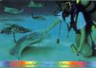 Stingray City  Cayman Islands Used Pc Posted In Mexico 1999 - Pesci E Crostacei