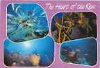 Fishs  Cayman Islands Used  Stamp Of Princess Diana 1999 - Poissons Et Crustacés