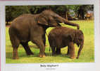 Thai Elephant & Baby.   Carte Originale Neuve De Thailande - Elefanten