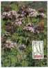 LIECHTENSTEIN. 1993. Dost / Origanum Vulgare. - Used Stamps