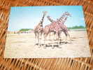 Giraffe Alte Tschechoslowakia Postkarte Postcard ORBIS - Girafes