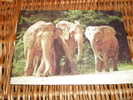 Elefant,Elephant Postkarte Postcard Tschechoslowakia - Elefanten