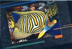 Fish Poisson Regal Angelfish Australia Expo 88 - Fish & Shellfish