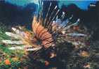 Fish Poisson Volitan  Australian Marine Wildlife - Fische Und Schaltiere