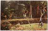 USA -  Sarasota Jungle Gardens, Florida -Parrots- Macaws- Chrome Unused Postcard Ca. 1960's  [c1065] - Sarasota