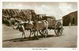 YEMEN , ADEN , Bullock Cart , *4854 - Yémen