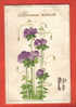 Z050 Bonne Année Bouquet De Violettes Stylisée,relief.Précurseur.Cachet Bonfol 1905 - Altri & Non Classificati