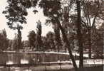 Val De Marne - Vincennes , Le Bois Lac De St Mandé Cygnes, Ed Yvon - Vincennes