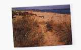 34 MARSEILLAN PLAGE Dunes De Sable, Oyats, Ed Golf 383, CPSM 10x15, 197? - Marseillan