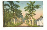 OLD FOREIGN 4742 - NIGERIA - AVENUE OF ROYAL PALMS - ABURI - Nigeria