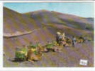 PO0096A# SPAGNA - CANARIE - LANZAROTE - CAMELS TAXI - CAMMELLI  No VG - Lanzarote