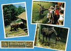 Carte Postale Allemagne Wildpark Lüneburgen Heide Le ZOO Trés Beau Plan - Lüneburger Heide