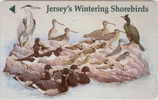 # JERSEY JER141 Jersey 's Wintering Shorebirds 05.96 141000ex -oiseaux,birds-  Tres Bon Etat - [ 7] Jersey Und Guernsey