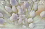 # ISRAEL 213 White Anemone 50 Landis&gyr 01.99 -fleurs,flowers- Tres Bon Etat - Israël