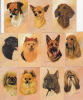 Lot 11 Dos Jeu De Cartes CHIEN (speelkaarten, Playing Cards) Dogs - Playing Cards (classic)