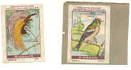 Chromo - Chocolats PETER , CAILLER , KOHLER - Lot De 2 Chromos - Les Oiseaux (b42) - Nestlé