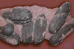 Dinosaur Egg Fossil   , Postal Stationery -- Articles Postaux (A49-24) - Fossili