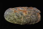 Dinosaur Egg Fossil   , Postal Stationery -- Articles Postaux (A49-38) - Fossili