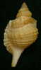 N°3352 //  DISTORSIO  RETICULARIS FRANCESAE  " Nelle-CALEDONIE " // F+++/ GEM : 51,1mm //  RARE . - Seashells & Snail-shells