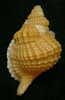 N°3353 //  DISTORSIO  RETICULARIS FRANCESAE  " Nelle-CALEDONIE " // F++/F+++ : 51,1mm //  RARE . - Conchiglie