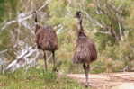 Casuariiformes Emu  Bird  ,  Postal Stationery -Articles Postaux -Postsache F (A50-46) - Ostriches