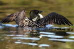 Gaviiformes  Loon  Bird  ,  Postal Stationery -Articles Postaux -Postsache F (A50-50) - Entenvögel