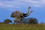 Rheiformes Ostriches   Bird  ,  Postal Stationery -Articles Postaux -Postsache F (A50-76) - Straussen- Und Laufvögel