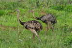 Rheiformes Ostriches   Bird  ,  Postal Stationery -Articles Postaux -Postsache F (A50-77) - Ostriches