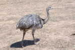 Rheiformes Ostriches   Bird  ,  Postal Stationery -Articles Postaux -Postsache F (A50-79) - Straussen- Und Laufvögel