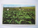 Growing Tobacco Near Valdosta Ga  Vinatge Wb - Sonstige & Ohne Zuordnung