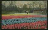 PAYS BAS LISSE / Hyacinthenvelden / CARTE COULEUR GLACEE - Lisse