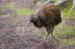 Apterygiformes Kiwi Bird  ,  Postal Stationery -Articles Postaux -Postsache F (A50-34) - Kiwi