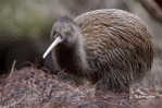 Apterygiformes Kiwi Bird  ,  Postal Stationery -Articles Postaux -Postsache F (A50-33) - Kiwi's