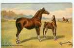 Animaux - Chevaux - Poulins - Carte Anglaise - Illustrateur Drummond - Raphaël Tuck 9065 - Hackney Mare And Foal - Chevaux