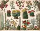 CACTUSES (  Lithography From 1904. ) Cactus Cacto Kaktus Kaktee Cactos Kakteen Lithographie - Lithographies