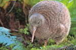 Apterygiformes Kiwi Bird  ,  Postal Stationery -Articles Postaux -Postsache F (A52-45) - Kiwi's