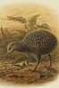 Apterygiformes Kiwi Bird  ,  Postal Stationery -Articles Postaux -Postsache F (A52-60) - Kiwi