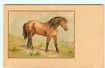 Animaux - Chevaux - Illustrateur - Dép 59 - Cambrai ( Nord ) - Poney Du Shetland - Au Dos Publicité - état - Caballos