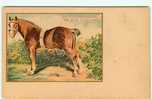 Animaux - Chevaux - Illustrateur - Dép 59 - Cambrai ( Nord ) - Race Belge - Etalon Hackney - Au Dos Publicité - état - Horses