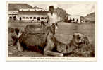 OLD FOREIGN 5384 -yemen Aden -  CAMEL AT REST AFTER FEEDING ADEN ARABIA - Yémen