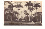 OLD FOREIGN 5501 - TRINIDAD - PALM TREES - Trinidad